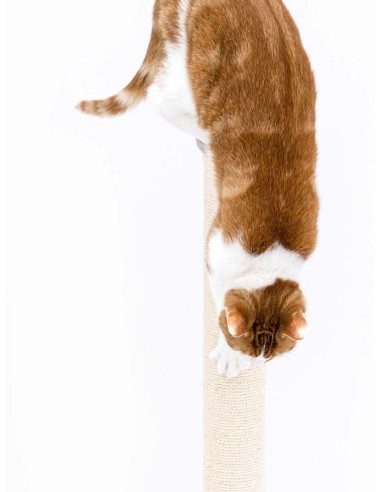 PET REBELS rascador Jane capuchino...