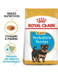 ROYAL JR. YORKSHIRE 500 GR