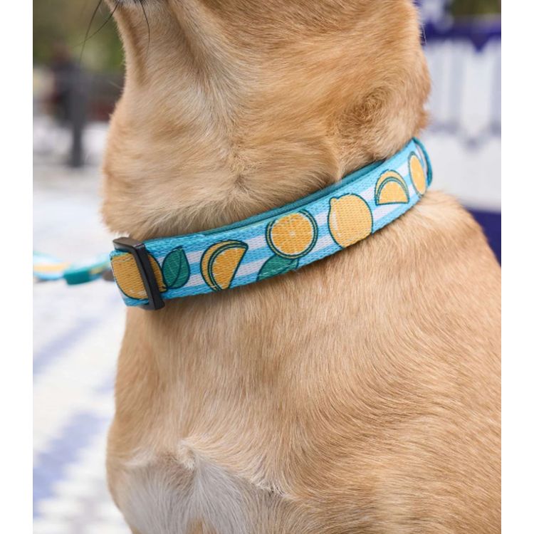 DUKIER perro collar Lemons
