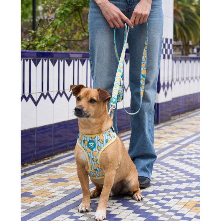 DUKIER perro correa Lemons