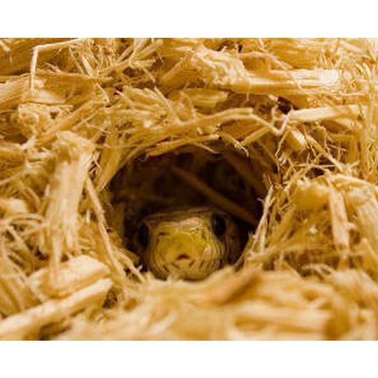 ZOOMED reptil sustrato Aspen