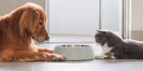 Comida de gato vs comida de perro