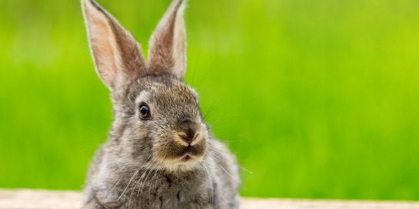 Conejo: Guía de cuidados básicos Koala Mascotas