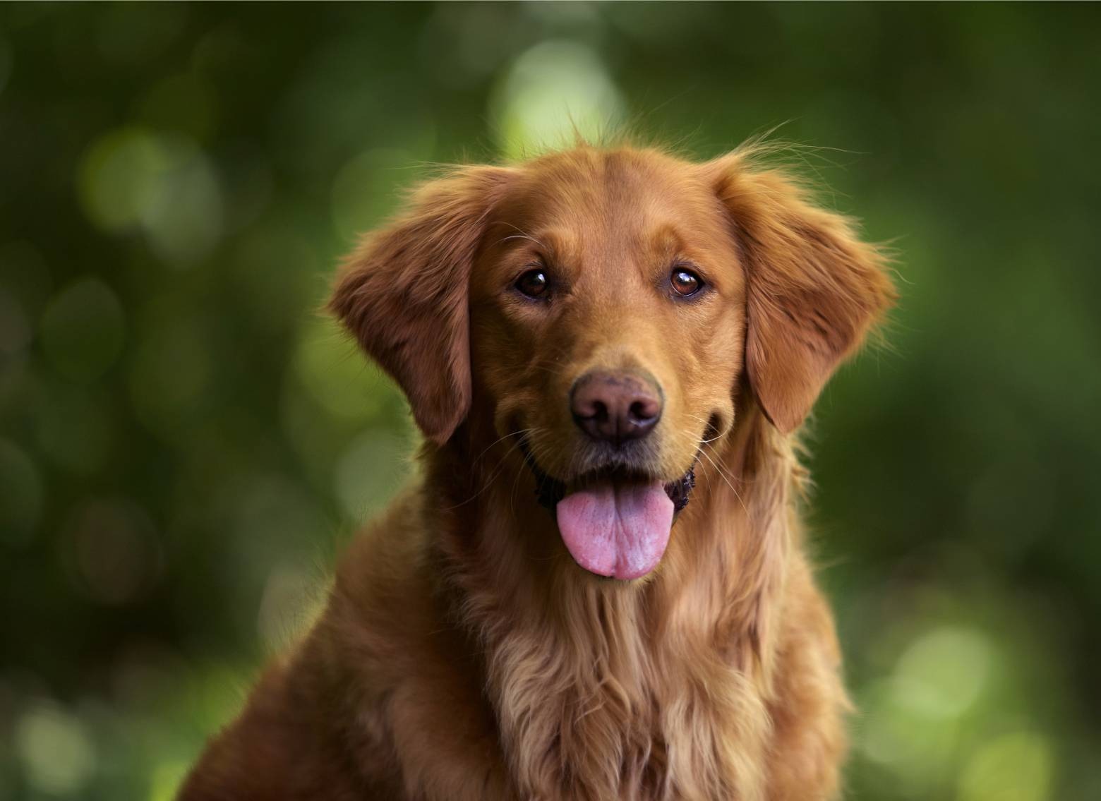 que perros son parecidos a los golden retrievers