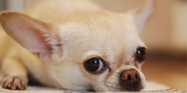 Raza de perro: Chihuahua