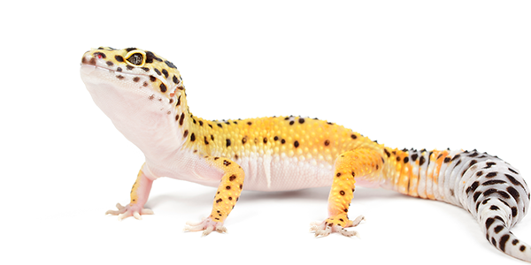 Guía cuidados Gecko