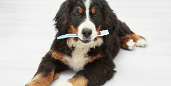 ¿Debo limpiar los dientes a mi perro o gato?