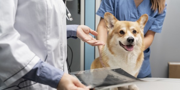 Guía esterilización y castración canina