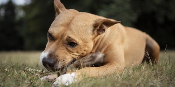 Tos de las perreras ¿Qué es? Prevención y tratamiento