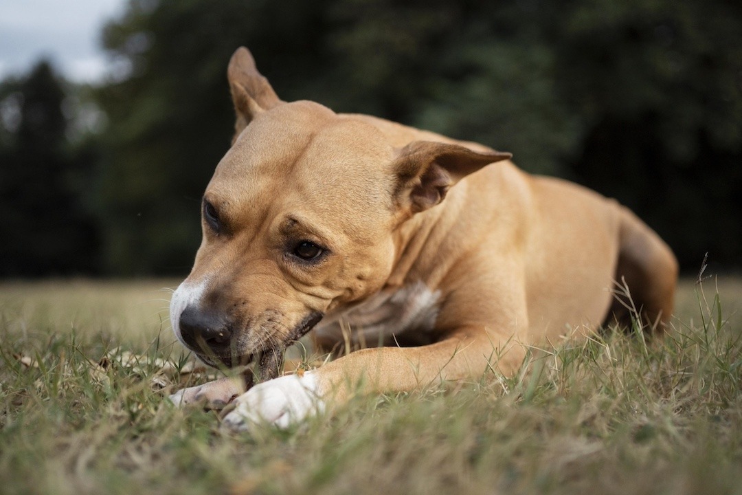 qué causa la tos de las perreras en los perros