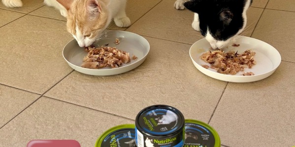 Beneficios de la comida húmeda en verano para perros y gatos