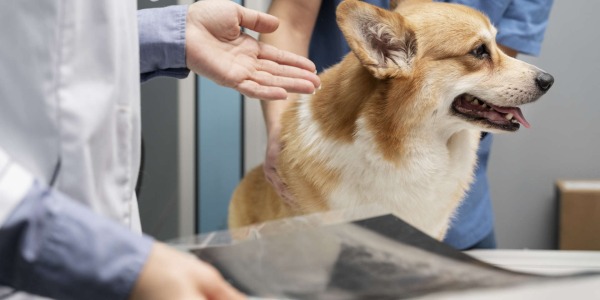 Filariosis en perros: Qué es, cómo prevenirla y tratamientos