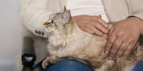 Diabetes en gatos: Síntomas, diagnóstico y tratamiento