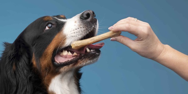 Tipos de snacks para perros y cómo elegir el ideal