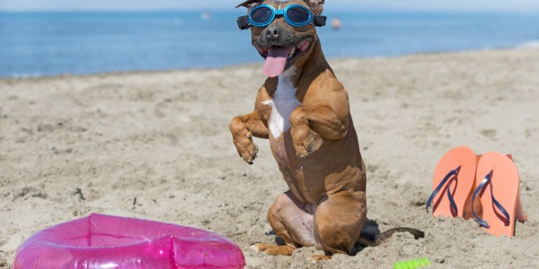 Consejos para ir a la playa con tu perro