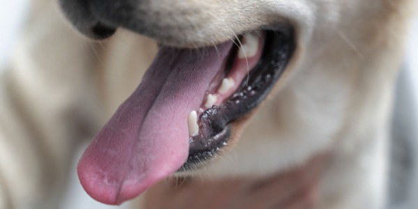Mal aliento en perros: causas, soluciones y consejos para prevenirlo