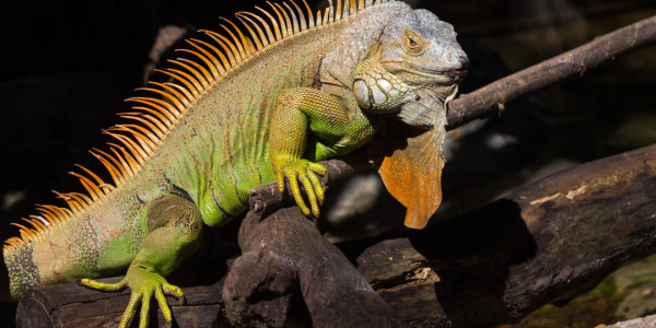 Guía de cuidados para iguanas