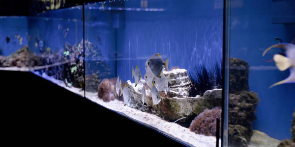 Cuidados básicos de peces de acuario