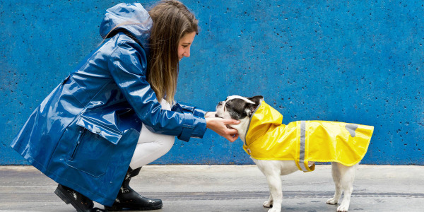 Cuándo y cómo usar ropa y abrigo para perros