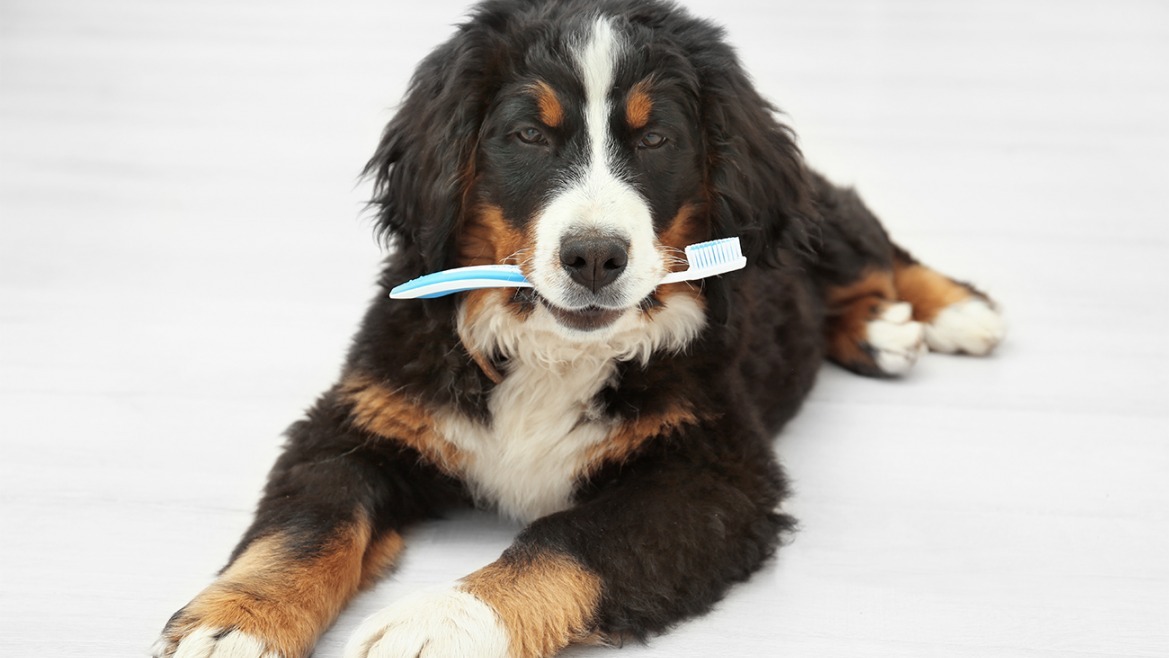 ¿Debo limpiar los dientes a mi perro o gato?
